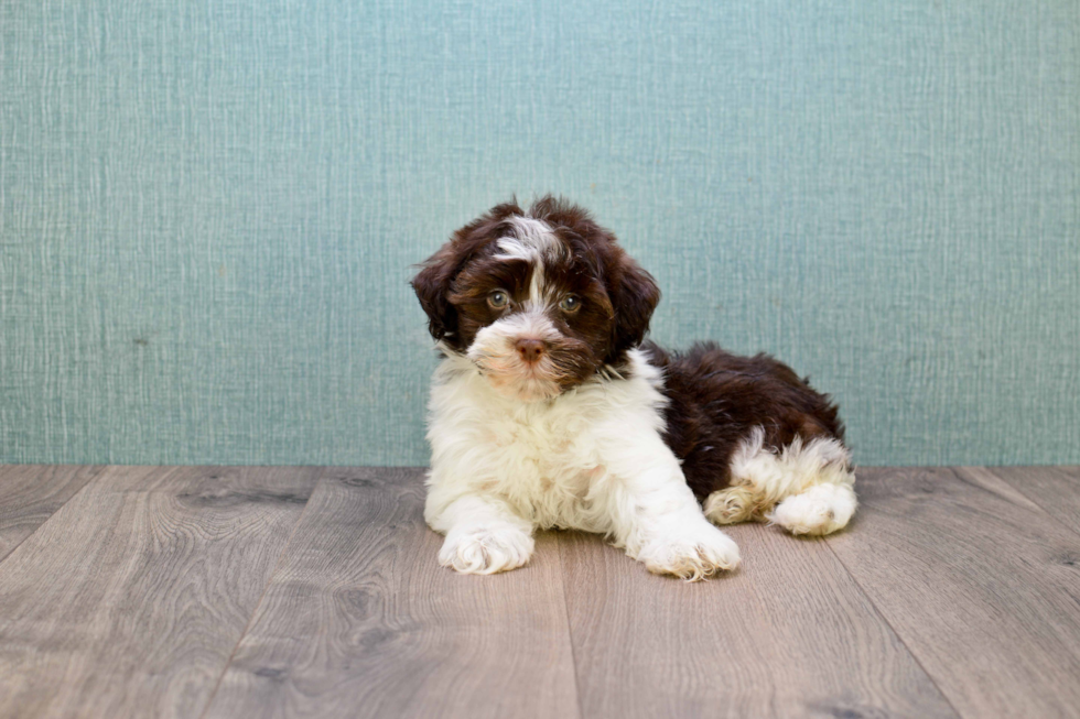 Fluffy Havanese Purebred Puppy