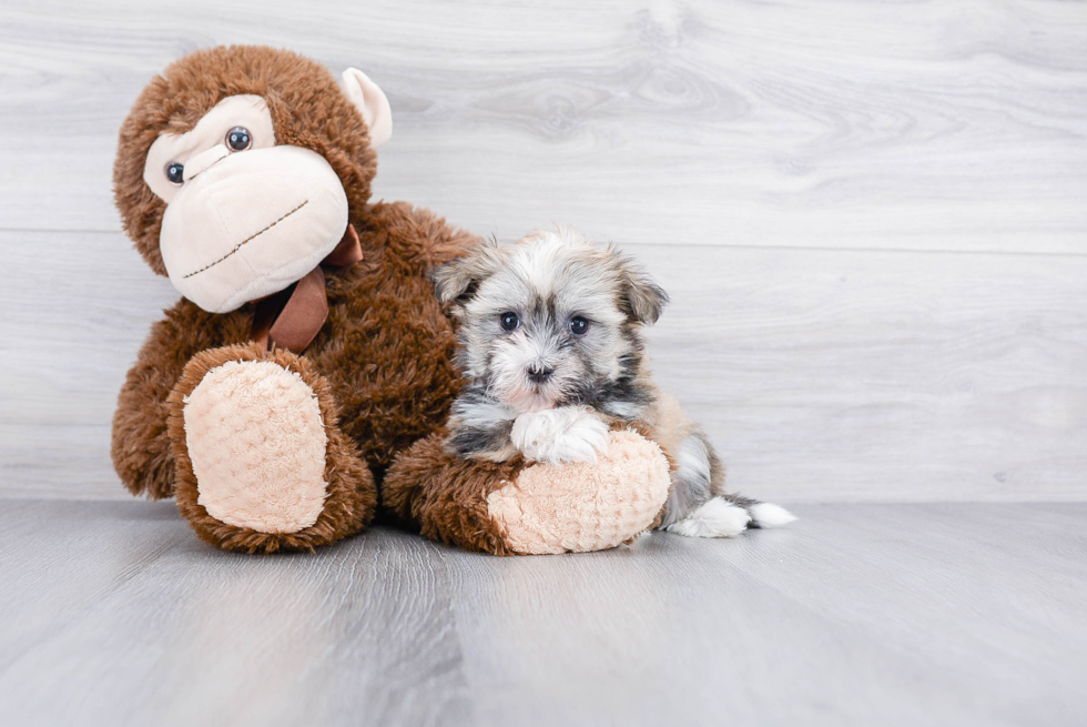 Havanese Pup Being Cute