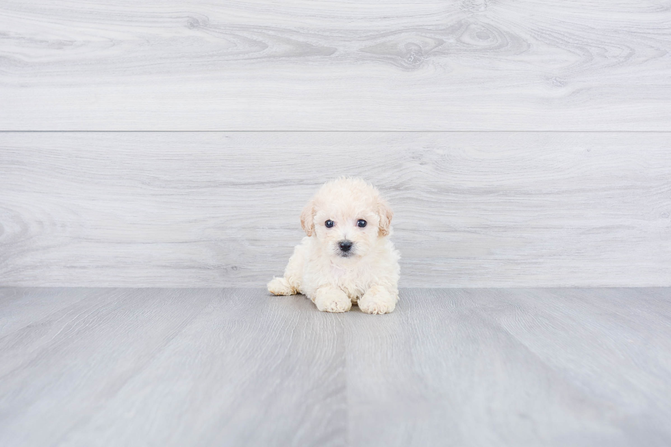 Friendly Maltipoo Baby