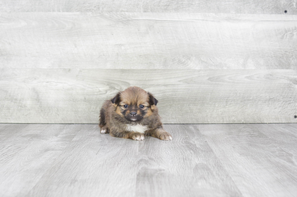 Sweet Pomeranian Purebred Puppy