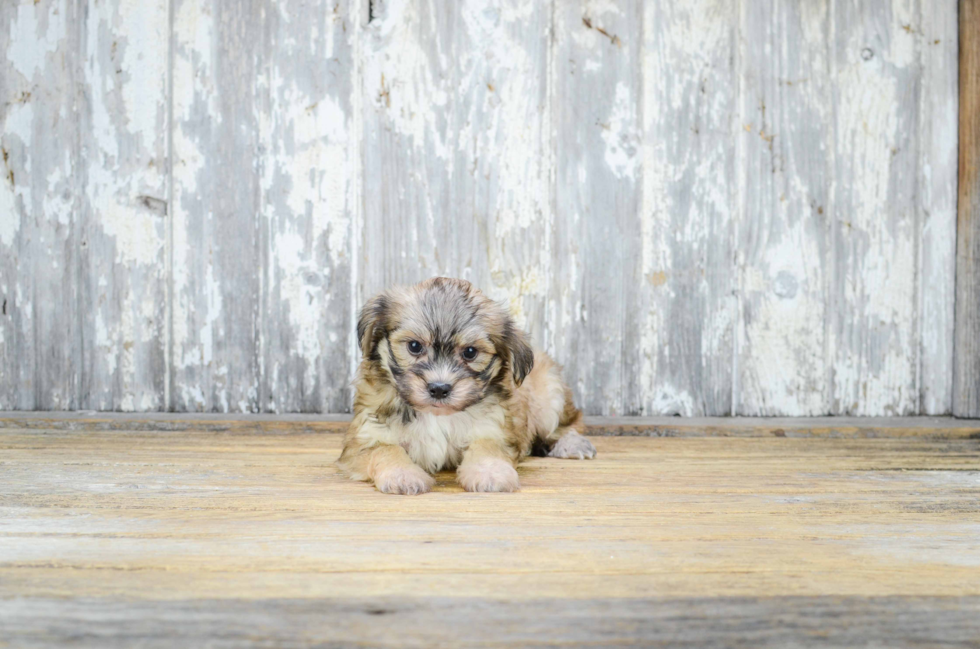 Sweet Morkie Baby