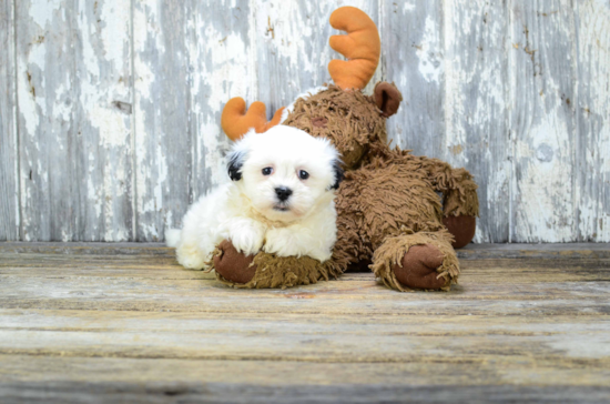 Teddy Bear Pup Being Cute