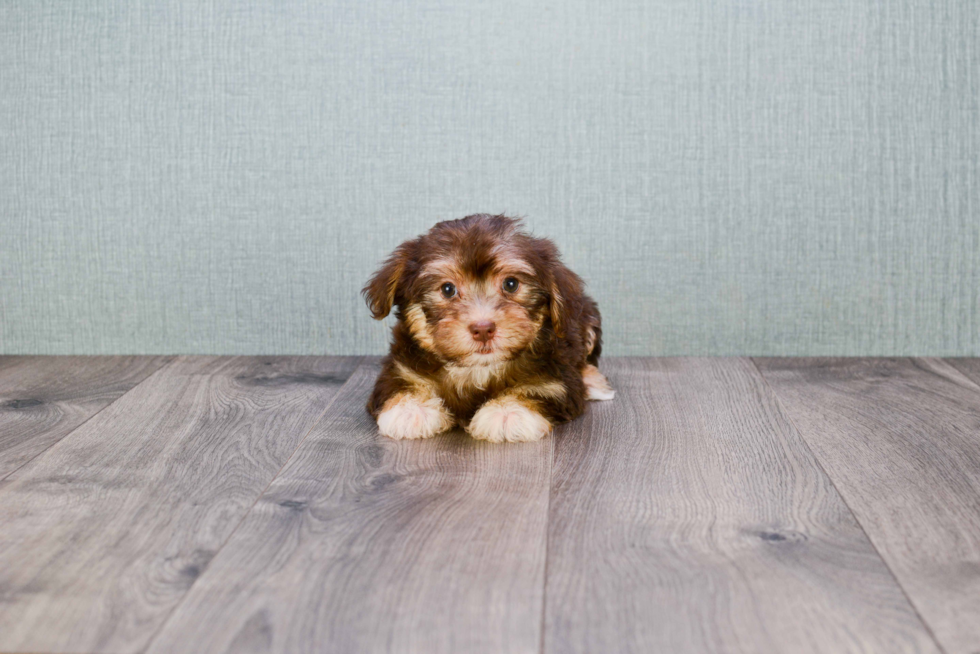 Morkie Pup Being Cute