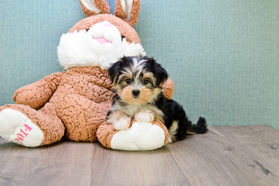 Cute Morkie Baby