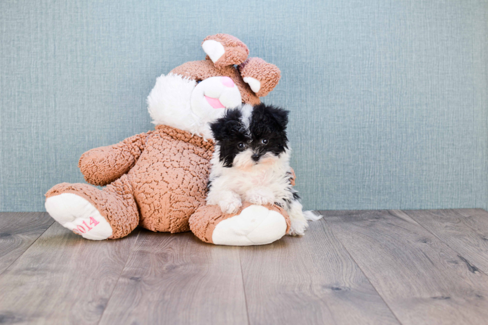 Playful Maltese Poodle Poodle Mix Puppy