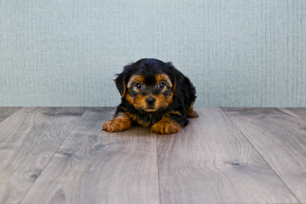 Meet Snickers - our Yorkshire Terrier Puppy Photo 