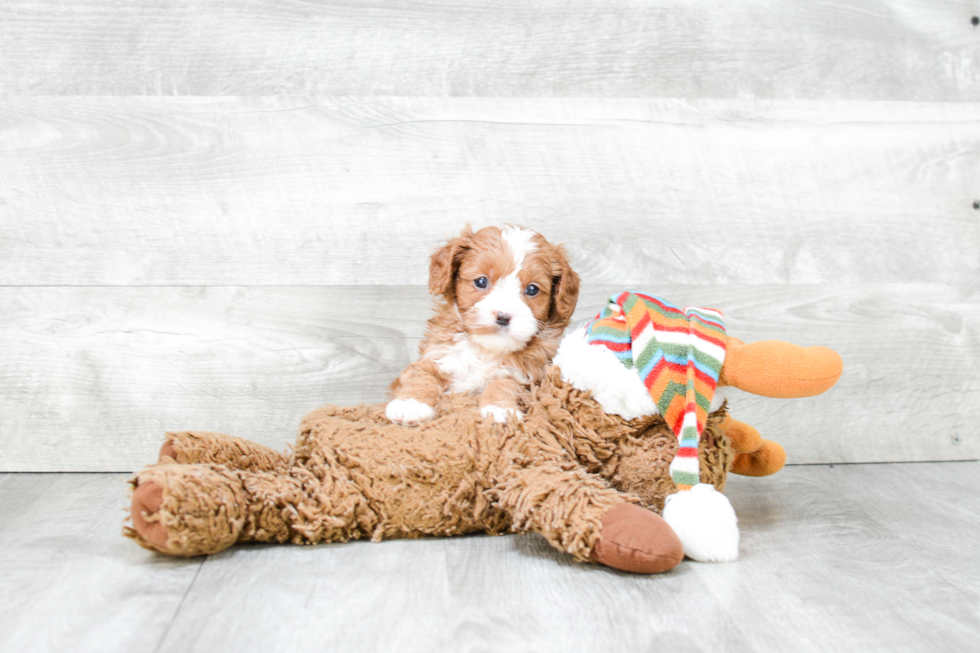 Best Cavapoo Baby