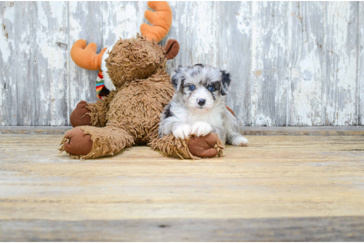 Popular Mini Aussiedoodle Poodle Mix Pup