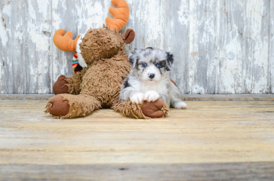 Popular Mini Aussiedoodle Poodle Mix Pup