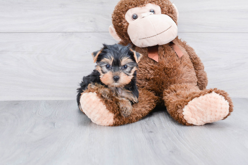 Meet Izzie - our Yorkshire Terrier Puppy Photo 