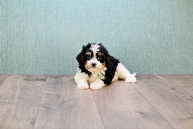 Cavachon Pup Being Cute