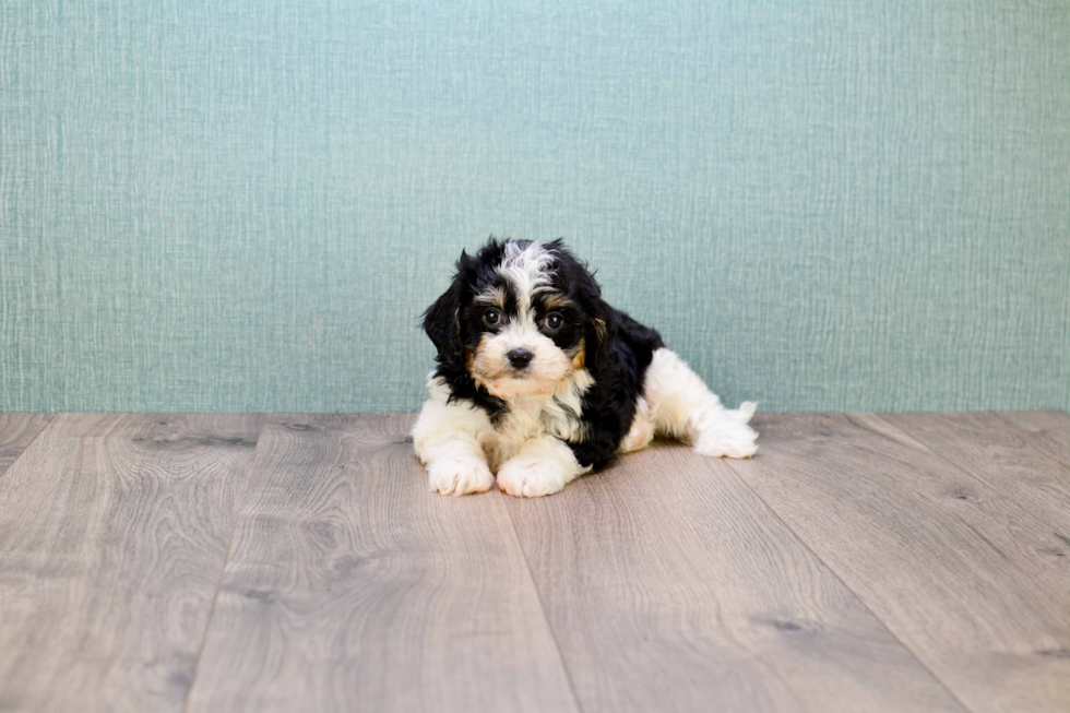 Cavachon Pup Being Cute