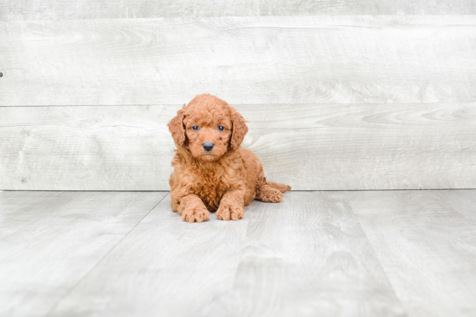 Popular Mini Goldendoodle Poodle Mix Pup