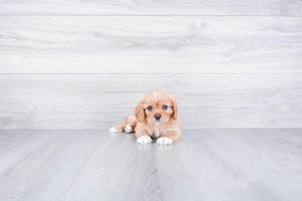 Cavalier King Charles Spaniel Puppy for Adoption