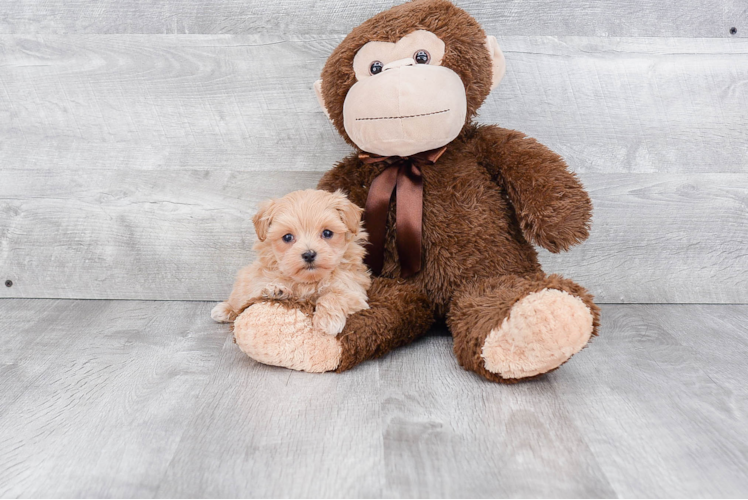 Energetic Maltese Poodle Poodle Mix Puppy