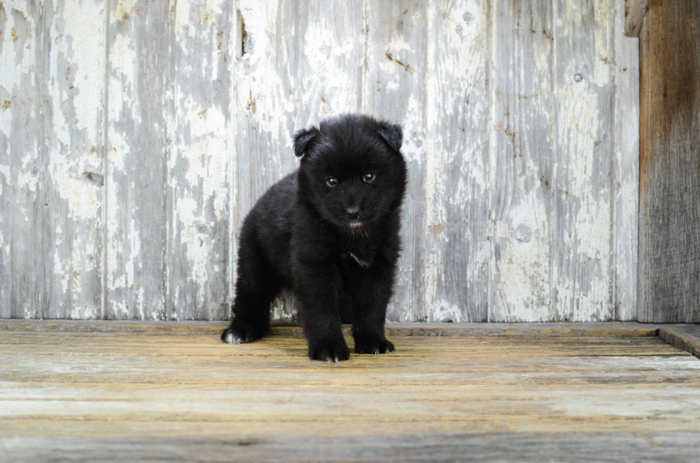 Popular Pomsky Designer Pup