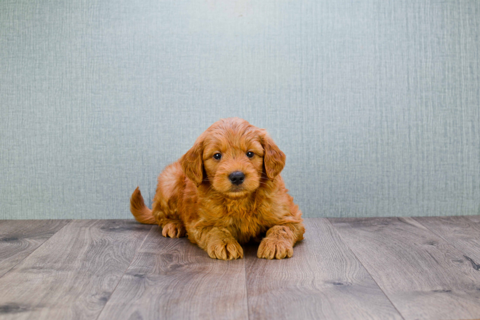 Smart Mini Goldendoodle Poodle Mix Pup