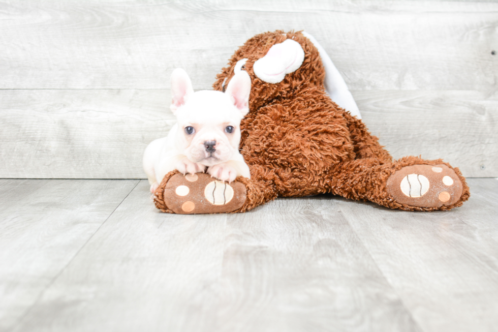 Friendly French Bulldog Baby