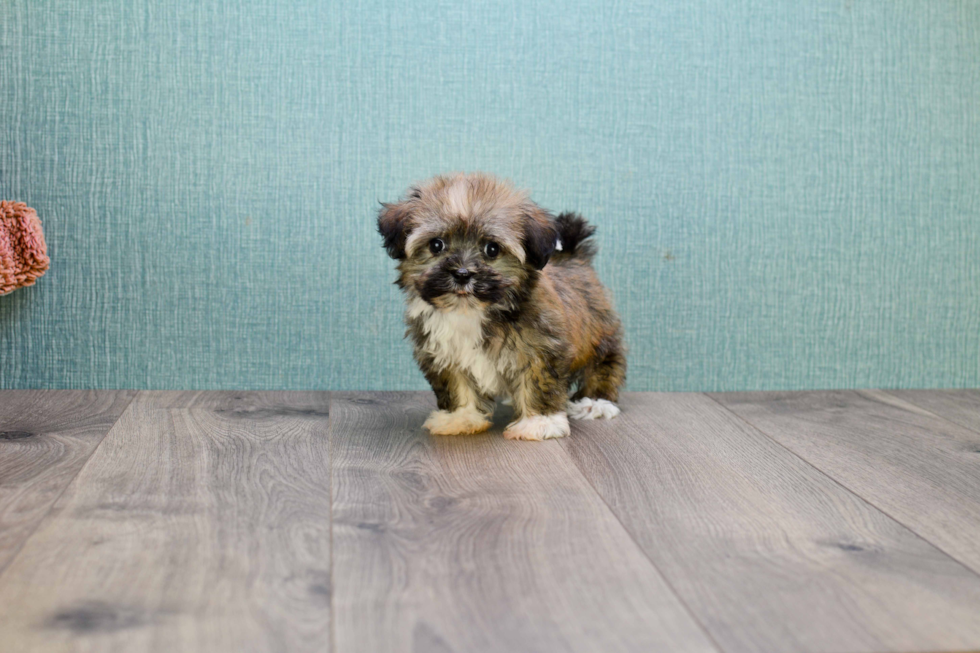 Havanese Pup Being Cute