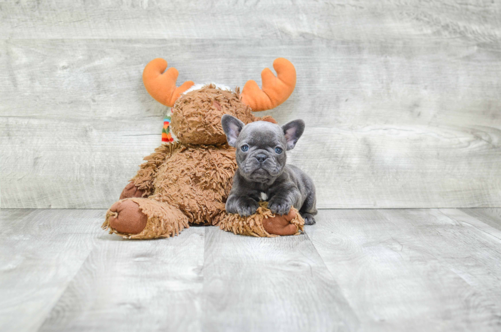 French Bulldog Puppy for Adoption