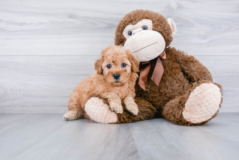 Mini Goldendoodle Puppy for Adoption