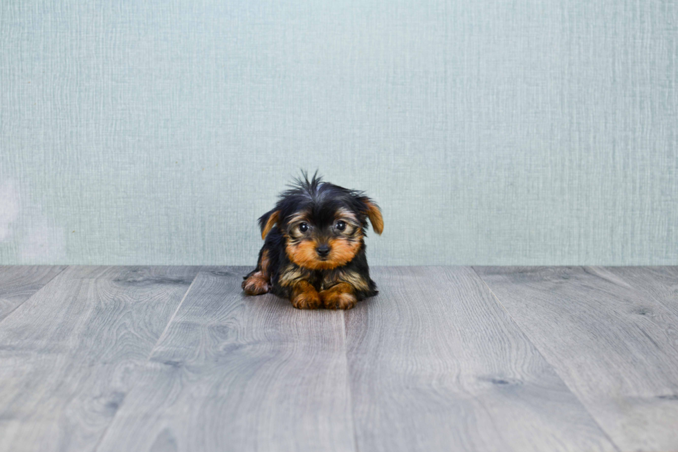 Meet Nugget - our Yorkshire Terrier Puppy Photo 