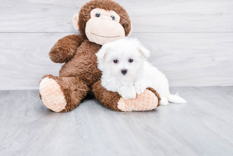 Maltese Pup Being Cute