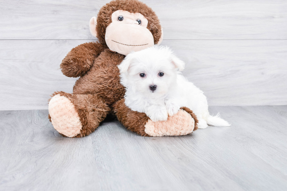 Maltese Pup Being Cute