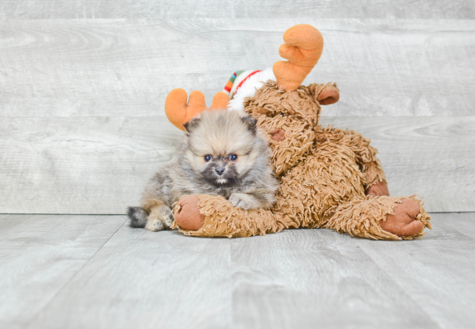 Hypoallergenic Pomeranian Baby