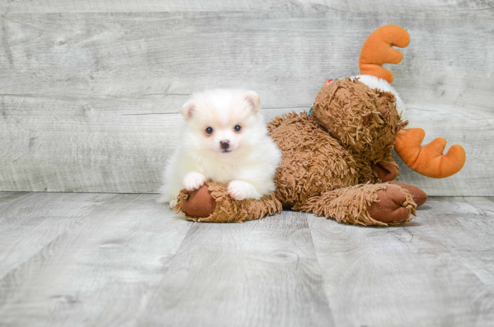 Pomeranian Pup Being Cute