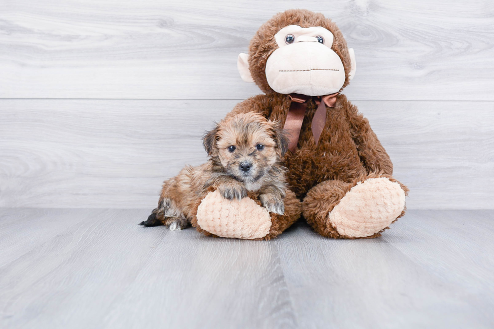 Little Yorkie Designer Puppy