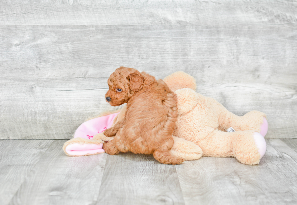 Poodle Pup Being Cute