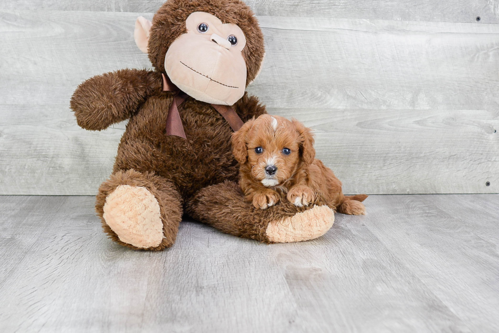 Cavapoo Puppy for Adoption