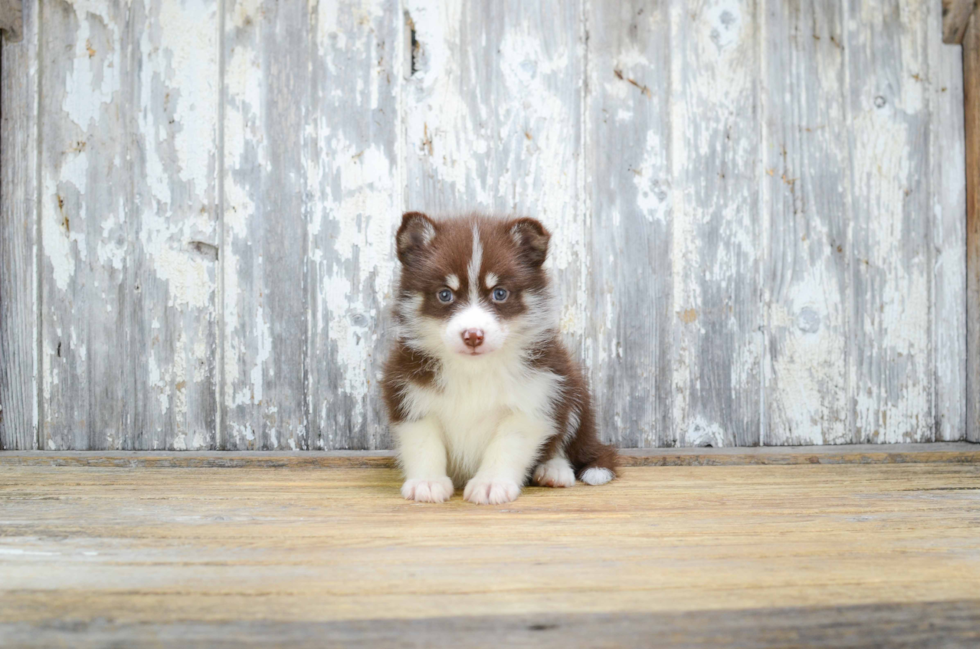 Petite Pomsky Designer Pup