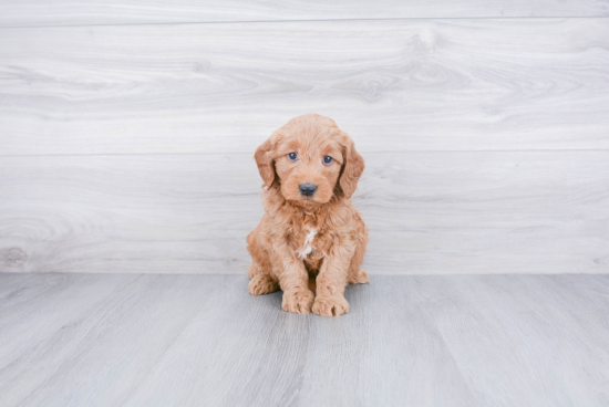 Best Mini Goldendoodle Baby