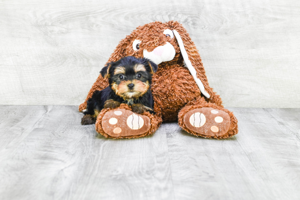 Meet Izzie - our Yorkshire Terrier Puppy Photo 