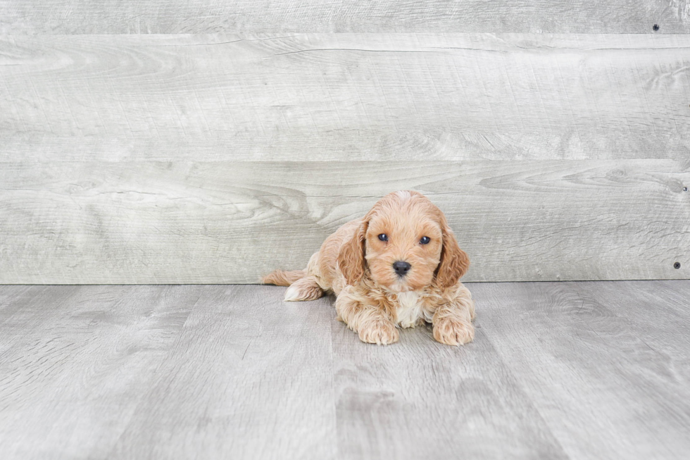 Cavapoo Pup Being Cute