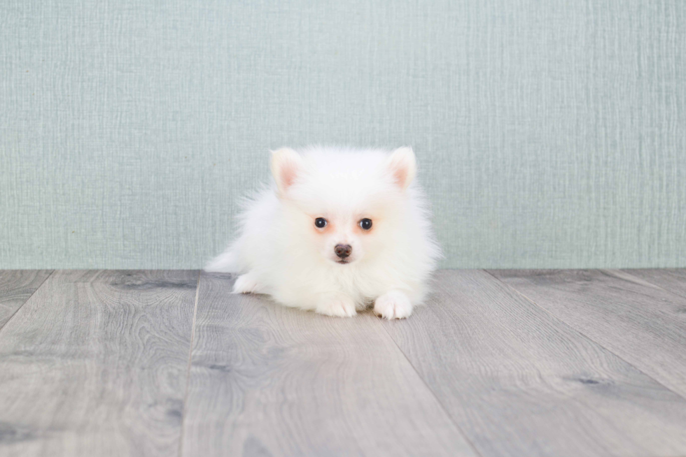 Popular Pomeranian Baby