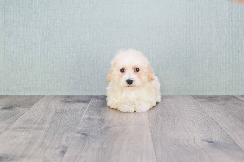 Best Maltipoo Baby