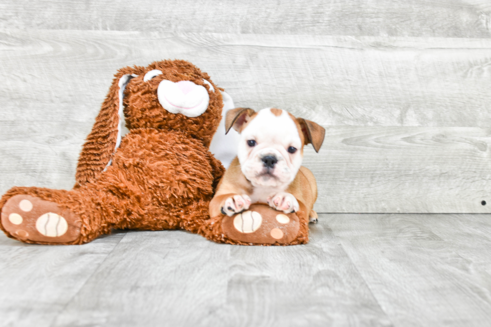 English Bulldog Pup Being Cute