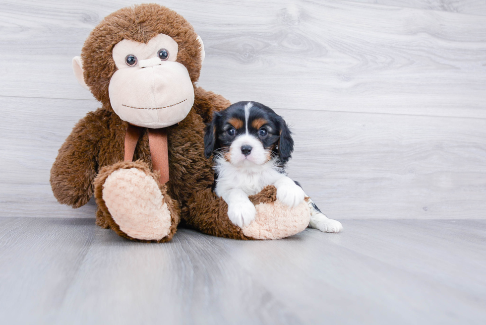 Cavalier King Charles Spaniel Puppy for Adoption