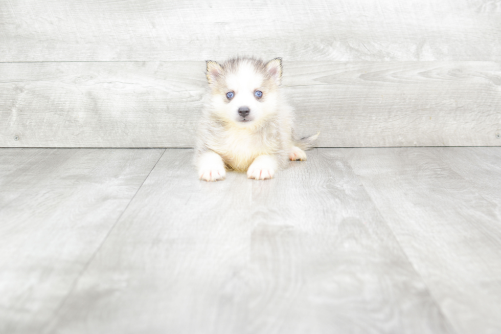 Adorable Mini Husky Designer Puppy