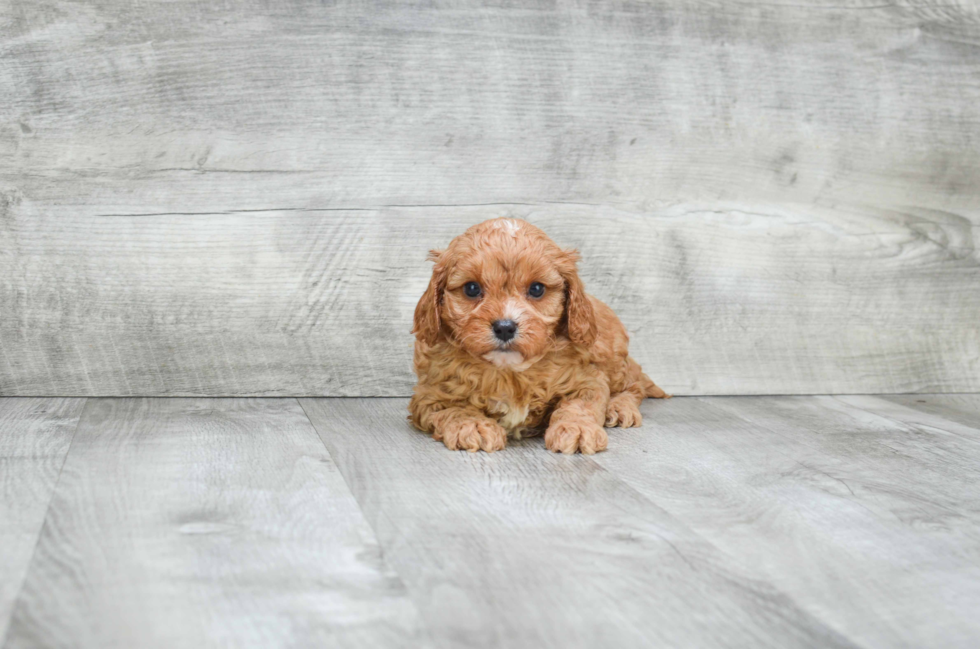 Best Cavapoo Baby