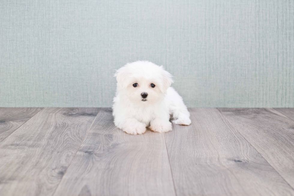 Maltese Pup Being Cute