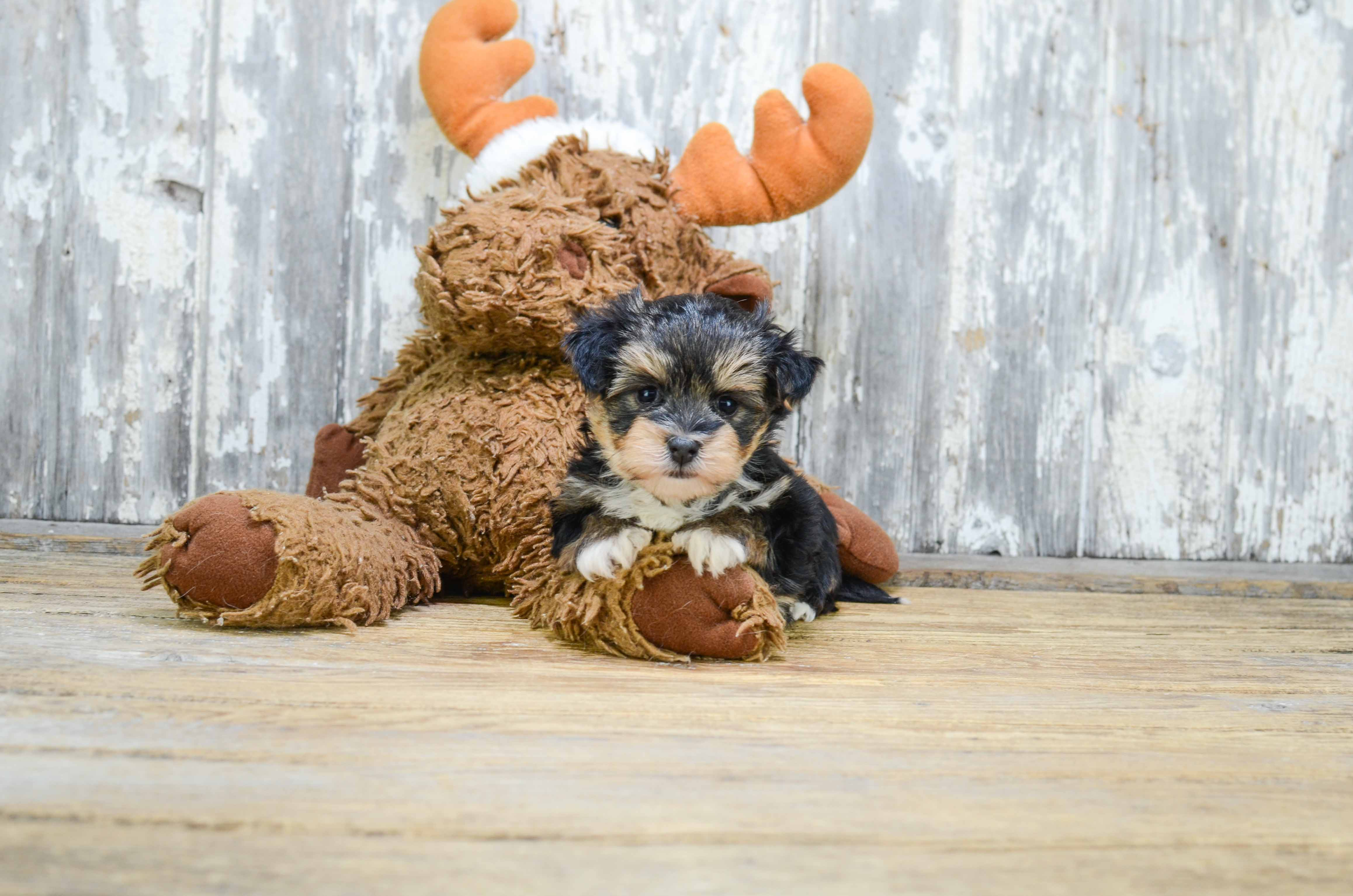 Best Morkie Baby