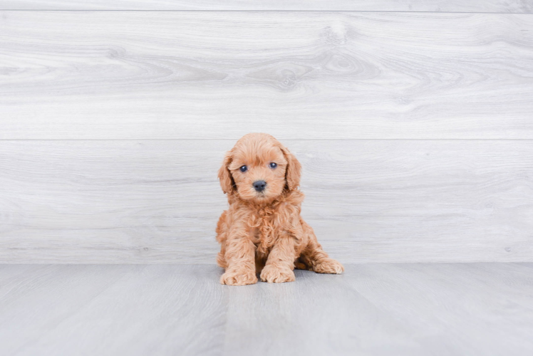 Best Mini Goldendoodle Baby