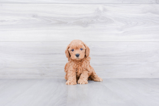 Best Mini Goldendoodle Baby