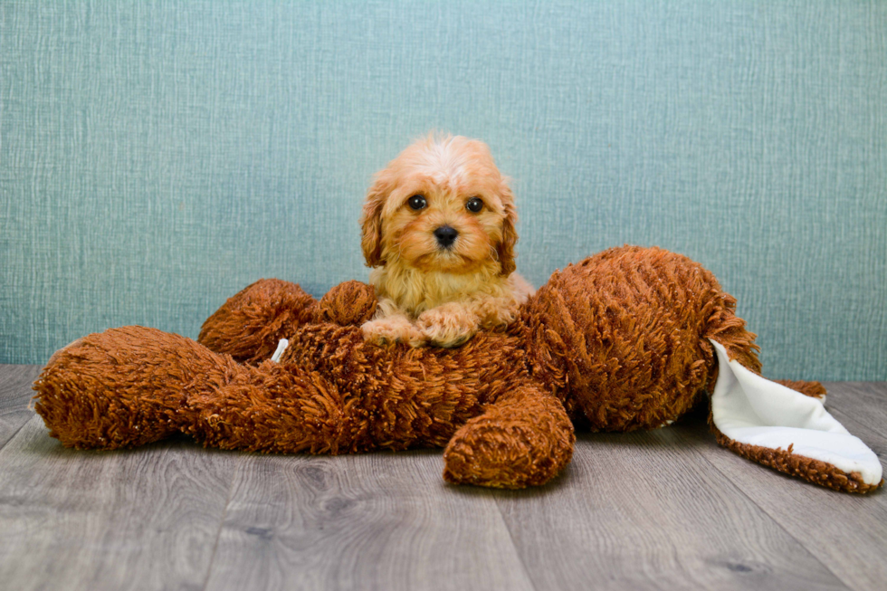 Energetic Cavoodle Poodle Mix Puppy