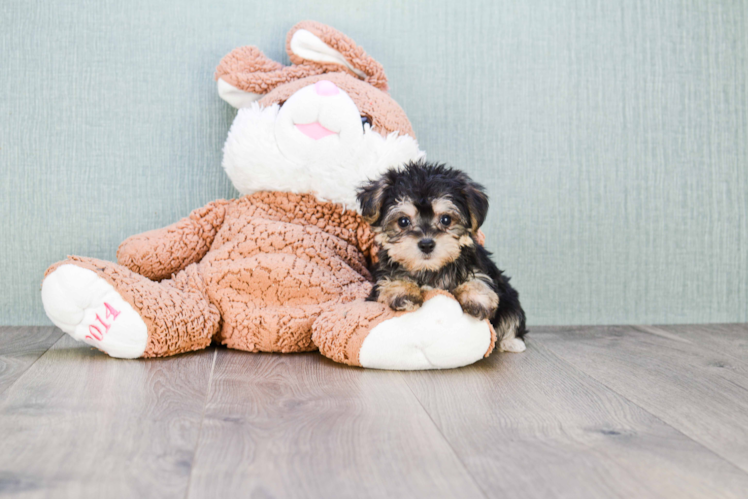 Friendly Morkie Baby