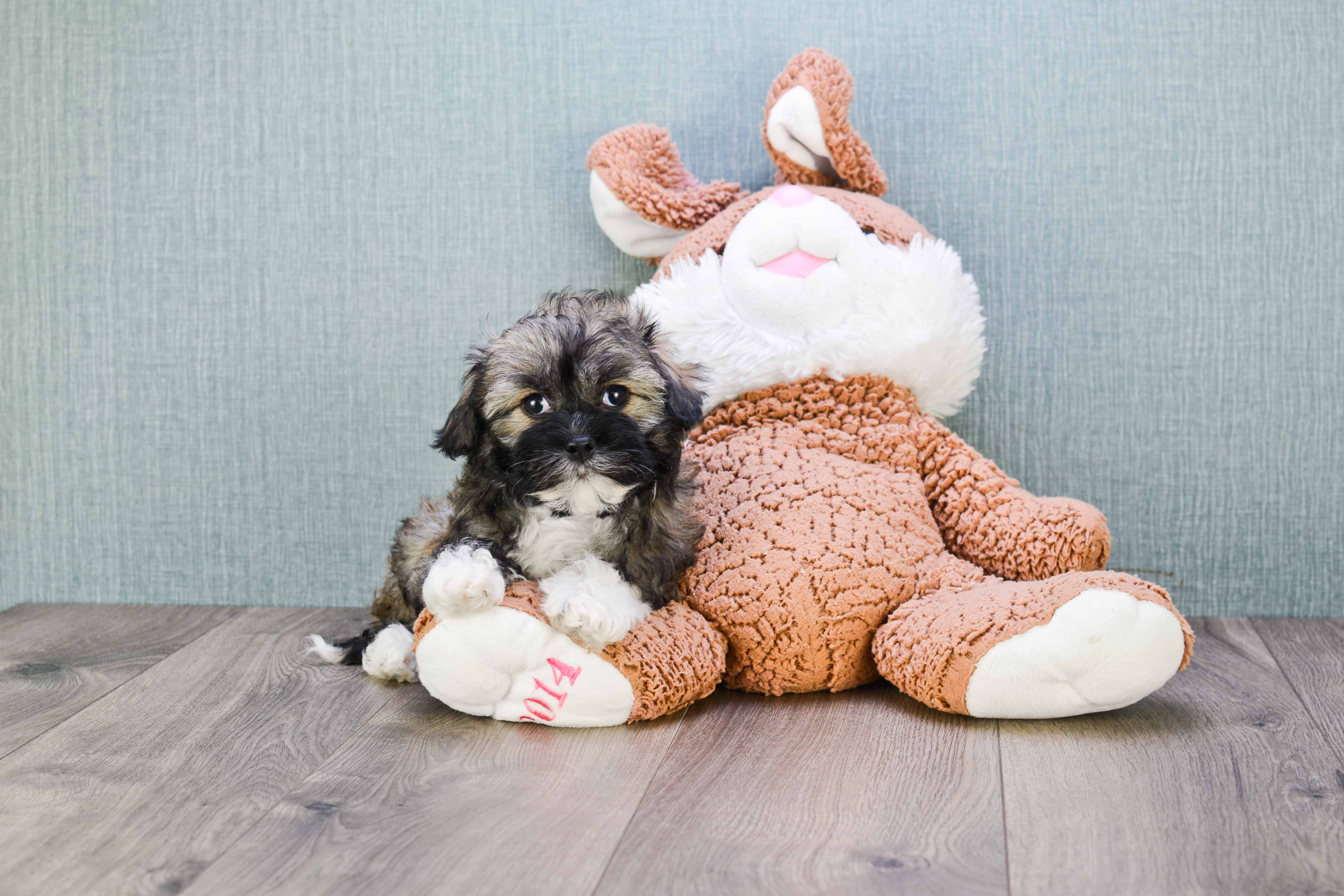 Akc Registered Havanese Baby